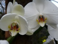 Orquídea