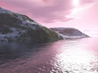 Arctic rosa