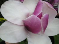 Magnolia flor