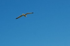 Seagull flying