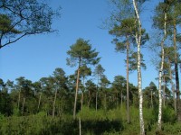 Holandês floresta