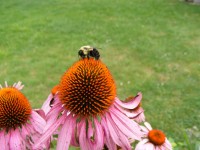 Bumblebee sul fiore
