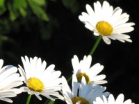 Gänseblümchen-Blumen