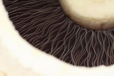 Particolare del fungo