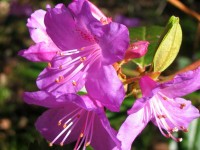 Rhododendron Flower