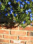 Blue Flowers And Wall
