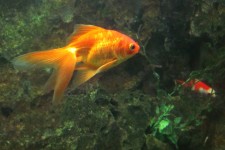 Goldfish