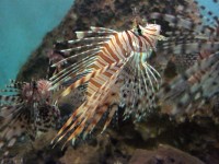 Lionfish Red