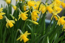 Miniature Daffodils