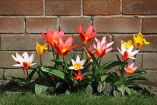Kleurrijke tulpen