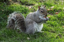 écureuil manger