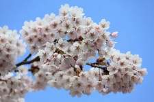 Kirschbaumblüte