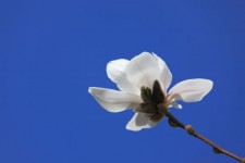 Magnolia flower