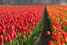 Campos de tulipas