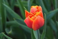 Oranžová tulipán