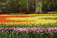 Tulipán y el jacinto de flores