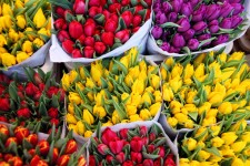 Ramos de tulipanes