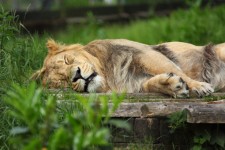 Leão adormecido