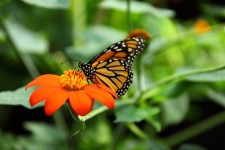 Monarca de alimentación de mariposa