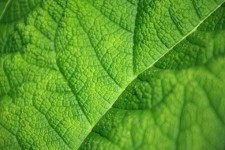 Green leaf-Struktur