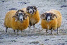 Amarelo ovinos
