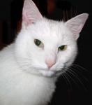 Белый cat