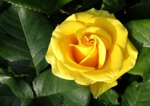 Žlutá růže