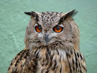 Dlouhé ušatý Owl
