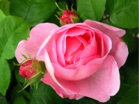 Rosa rosa e boccioli di fiori