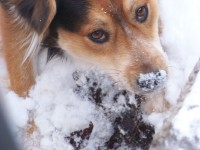 Pies w śniegu