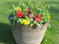 Een pot met bloemen