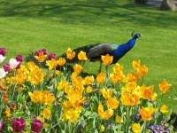 Peacock och blommor