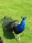 Peacock na trávě