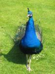 Peacock pe iarbă