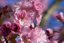 Japán cseresznyefa virágzás