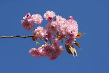 Japanska blommande körsbärsträd