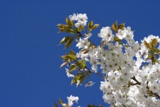 Japán cseresznyefa virágzás