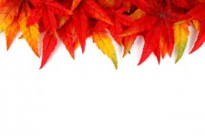 秋の葉のフレーム