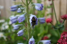 Bee Pollen sammeln Delphinium