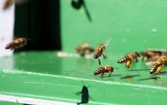 Le api sono di atterraggio