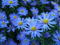 Las flores azules