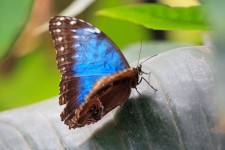 Farfalla blu