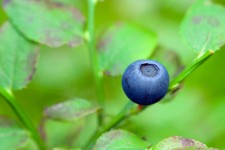 蓝莓
