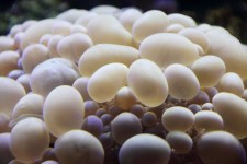 Bublina korálů