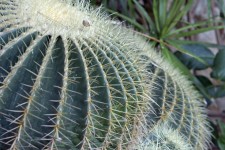 Cactus Nahaufnahme