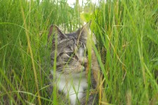 Cat In The Grass