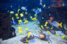 Peixes coloridos debaixo d'água