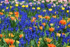 Kleurrijke bloem achtergrond