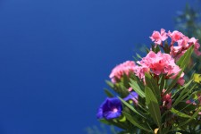 Kleurrijke bloem achtergrond