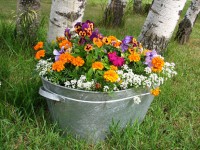 Pot balde de flores coloridas